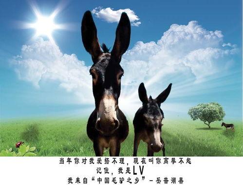 牵驴图片,探寻牵驴者的悠然生活